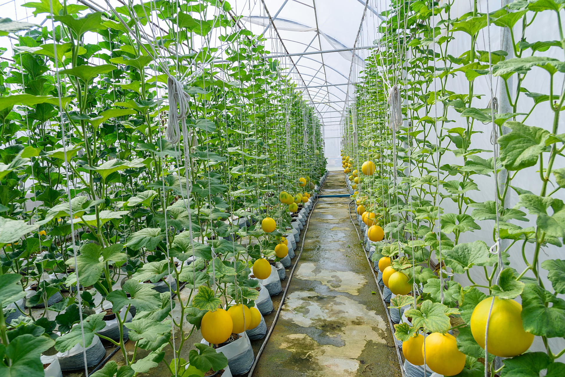 马家桥甜瓜种植户在智能大棚内操作水肥一体化系统