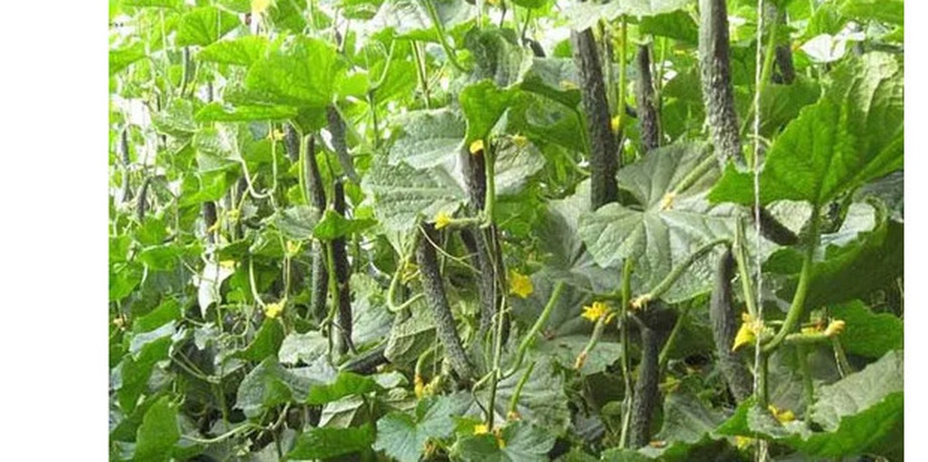 黄瓜田间生长特写