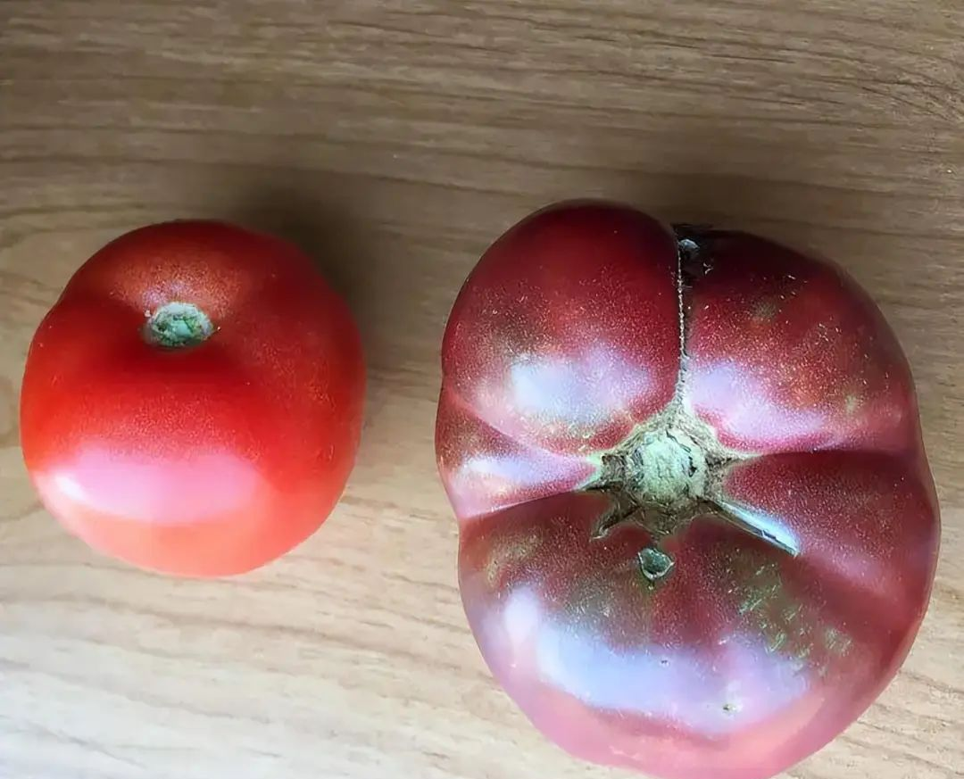 西红柿与番茄名称对比图