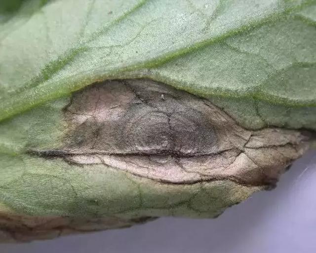 菜花黑斑类型对比图：左为酶促褐变（均匀分布、无晕圈）、中为花青素沉积（紫黑渐变、略凸起）、右为黑腐病早期（V形扩展、带黄晕）