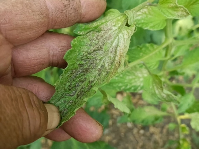 番茄植株茎秆剖面显示维管束褐变