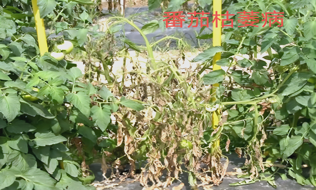 西红柿枯萎病典型症状图,展示叶片萎蔫、茎部变色和根系腐烂情况 西红柿枯萎病症状