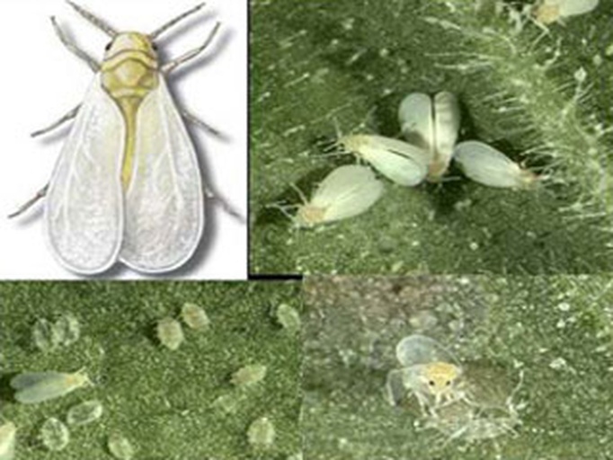 草莓白粉虱成虫与若虫形态对比图