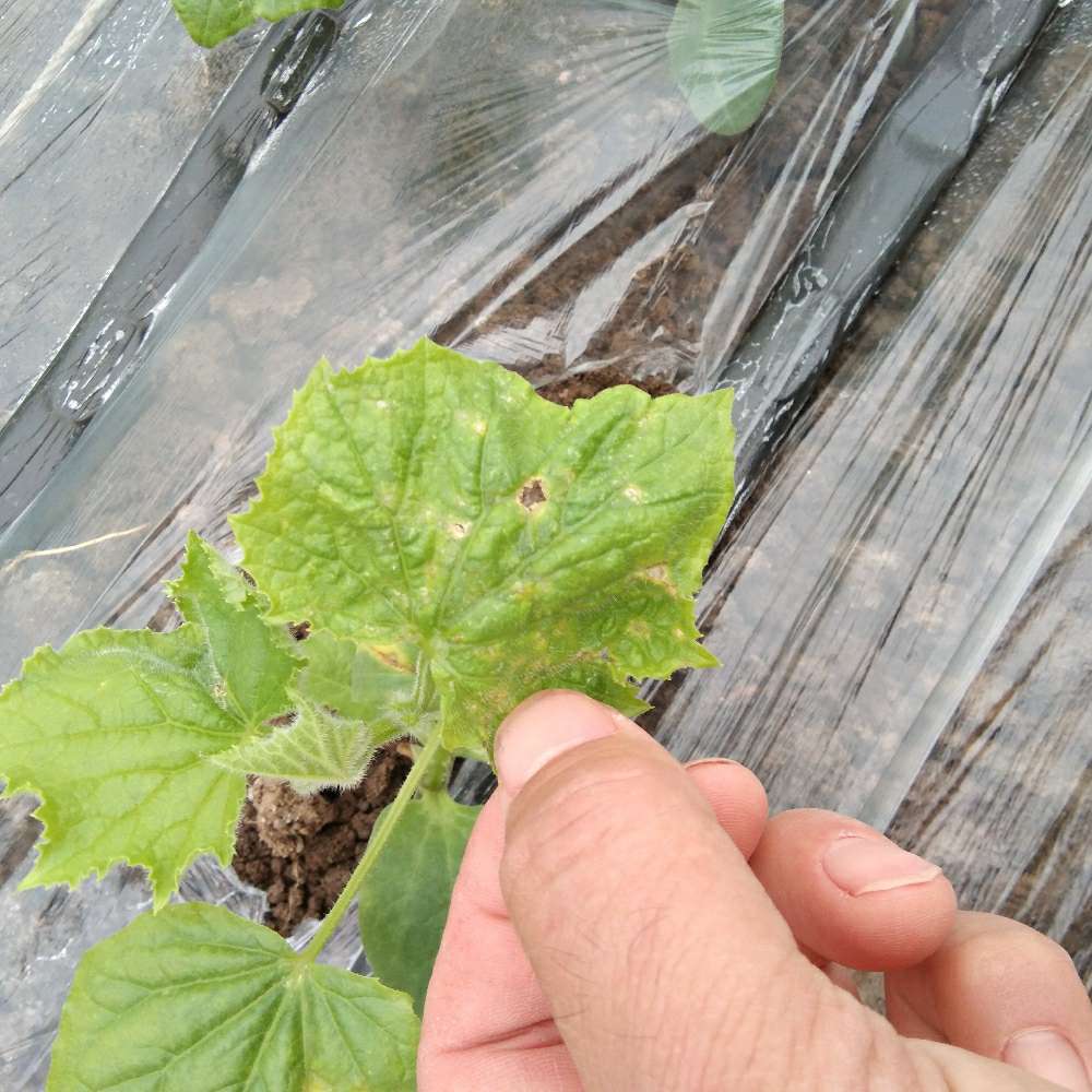 黄瓜苗期缺铁症状特写