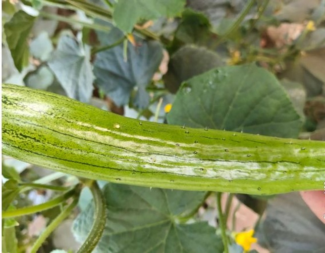 小黄瓜植物特写