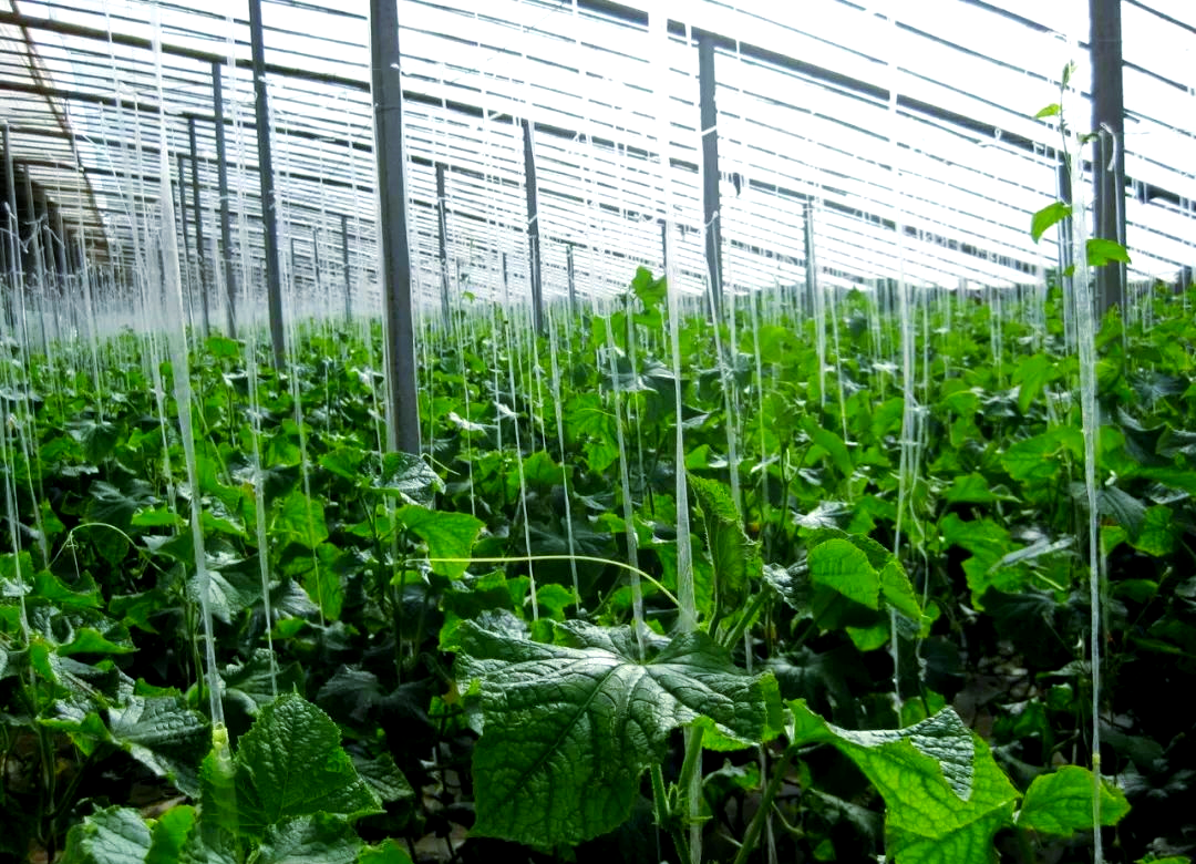 一座现代化玻璃温室内部,整齐排列的黄瓜植株通过吊绳垂直向上生长,果实均匀下垂,几乎全部保持笔直形态;工人正在轨道车上进行巡检作业,顶部安装有传感器和自动喷雾装置,展现高科技农业管理模式 现代化黄瓜温室内部全景图