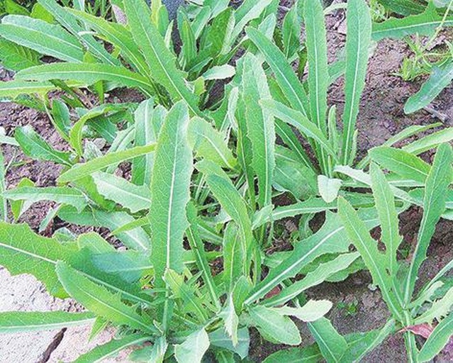 一株完整的莴苣植物,展示其根部、粗壮的茎秆、绿色宽大的叶片以及顶端未完全展开的嫩叶。背景为田园土壤环境,阳光柔和,叶片表面有细微绒毛和清晰叶脉纹理 莴苣植株整体形态