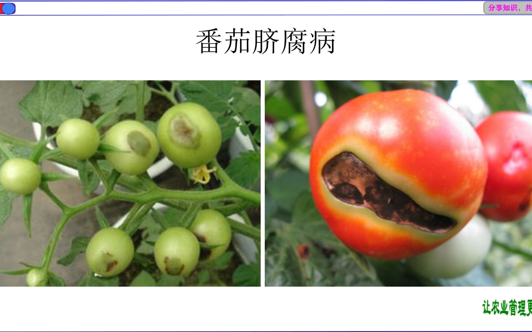 成熟西红柿果实底部出现明显的黑色凹陷坏死区域,边缘清晰,周围组织保持绿色或正常颜色,显示典型的脐腐病症状 西红柿脐腐病典型症状
