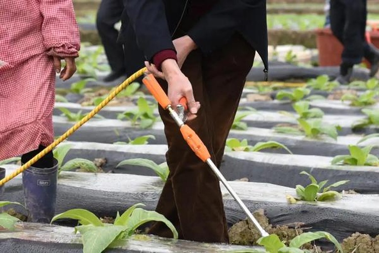 田间喷洒农药现场图,农民正在使用喷雾器对黑芝麻植株进行病虫害防治 黑芝麻田间喷洒农药现场图