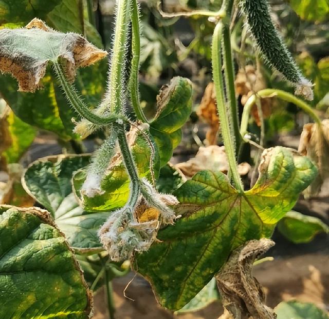 黄瓜叶片背面霜霉病霉层特写