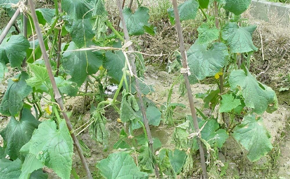 黄瓜卷须自然缠绕支架生长状态