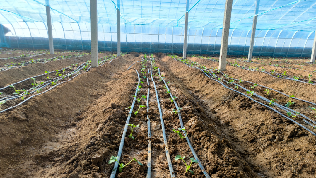 奶油草莓在冬季温室中通过补光灯和滴灌系统实现高产 奶油草莓冬季温室栽培场景