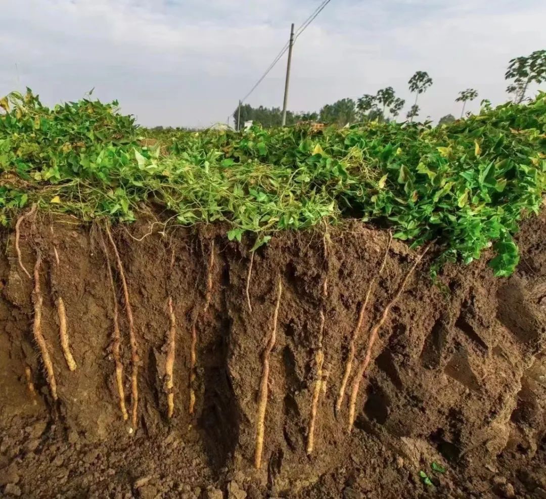 荷兰豆根系结构示意图