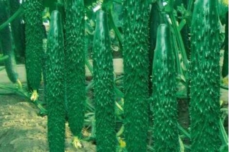 津优4号旱黄瓜特写