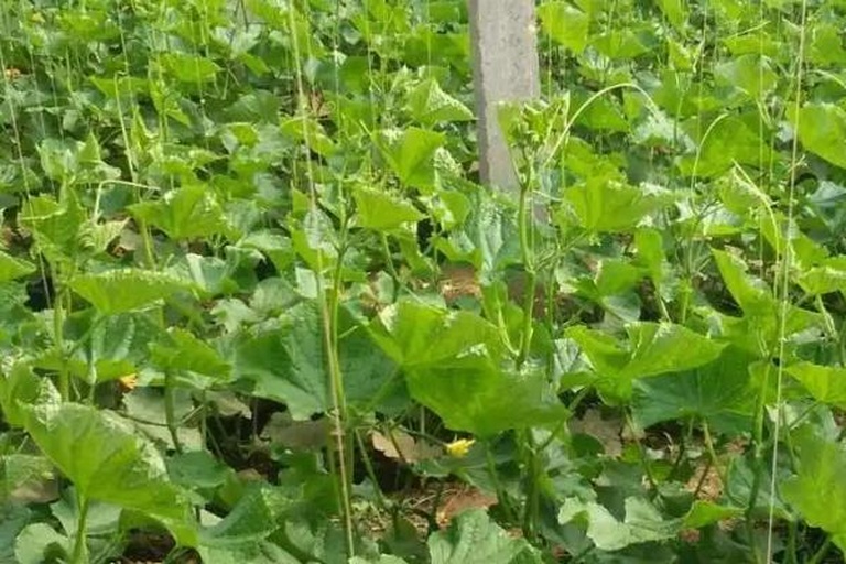 一片黄瓜田边缘种植着开花的芝麻或茴香植物,花朵呈白色或黄色,有多只瓢虫、草蛉等益虫在花间活动,背景为翠绿的黄瓜藤蔓,展示生态农业景观 黄瓜田边种植蜜源植物吸引天敌昆虫