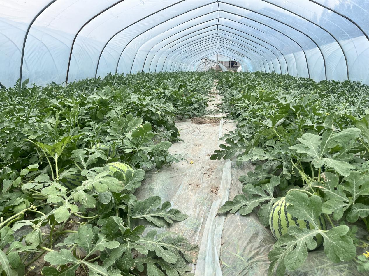 一片阳光充足的农田,整齐排列的西瓜藤蔓覆盖地面,部分西瓜已露出表皮,农民正在田间检查果实生长情况,体现生态种植的真实环境 农田中的西瓜种植场景