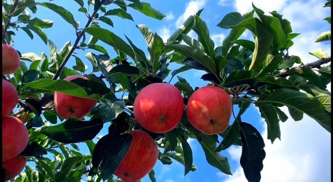 花红苹果果园实景图