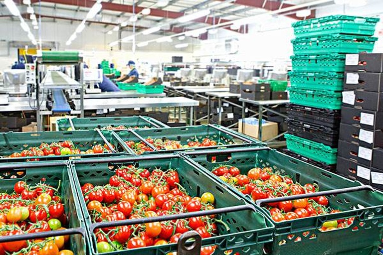 釜山88圣女果分拣包装流水线