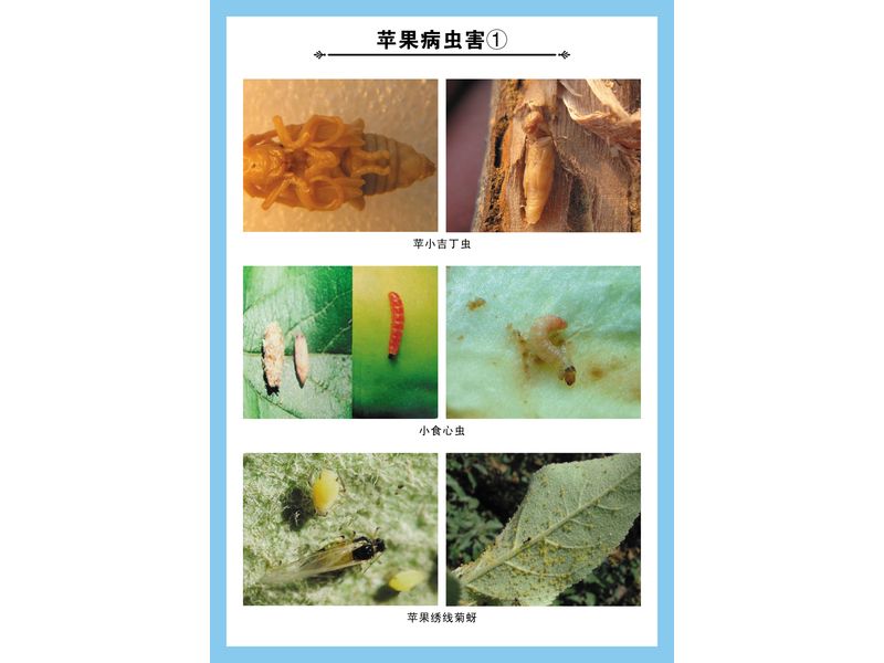 高清微距拍摄被桃小食心虫蛀食的花牛苹果,显示明显的蛀入孔、果胶凝块及剖开后果肉中的虫道和虫粪,背景为绿色叶片 桃小食心虫危害花牛苹果果实特写图