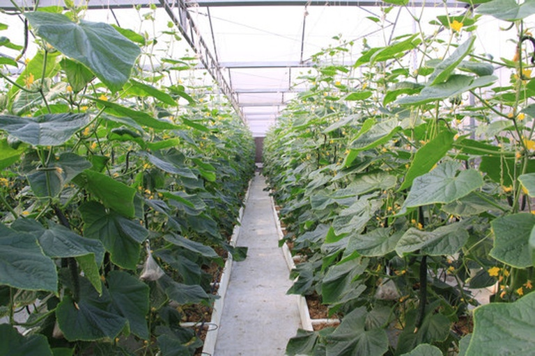 展示黄瓜种植中的光照、水分、通风等环境控制示意图 黄瓜种植环境示意图