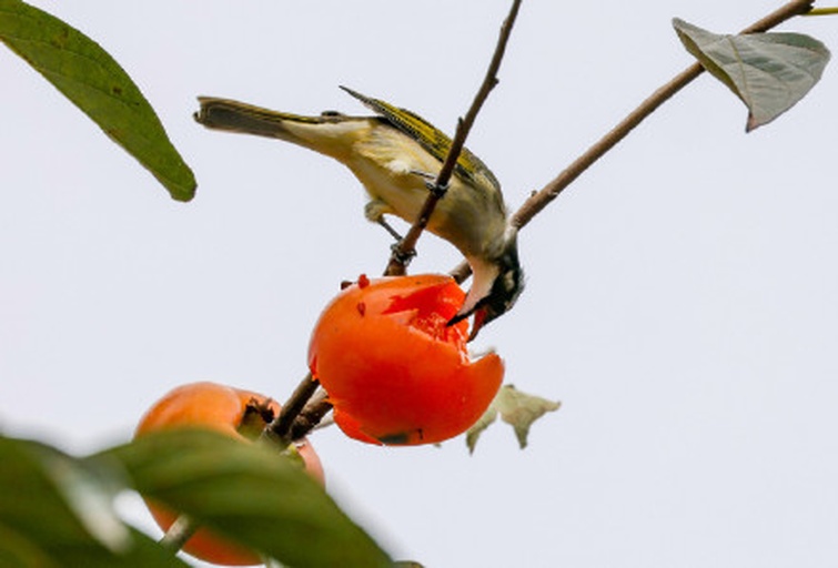 鸟类在柿子树上啄食果实的自然生态画面