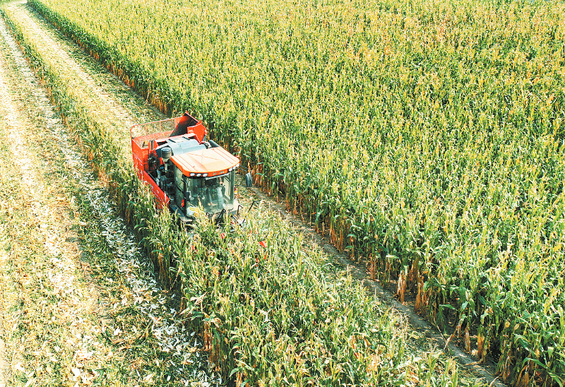 展示东单1331玉米在黄淮海地区采用机械化收割的作业现场,体现高效农业的特点 东单1331玉米机械化收割现场