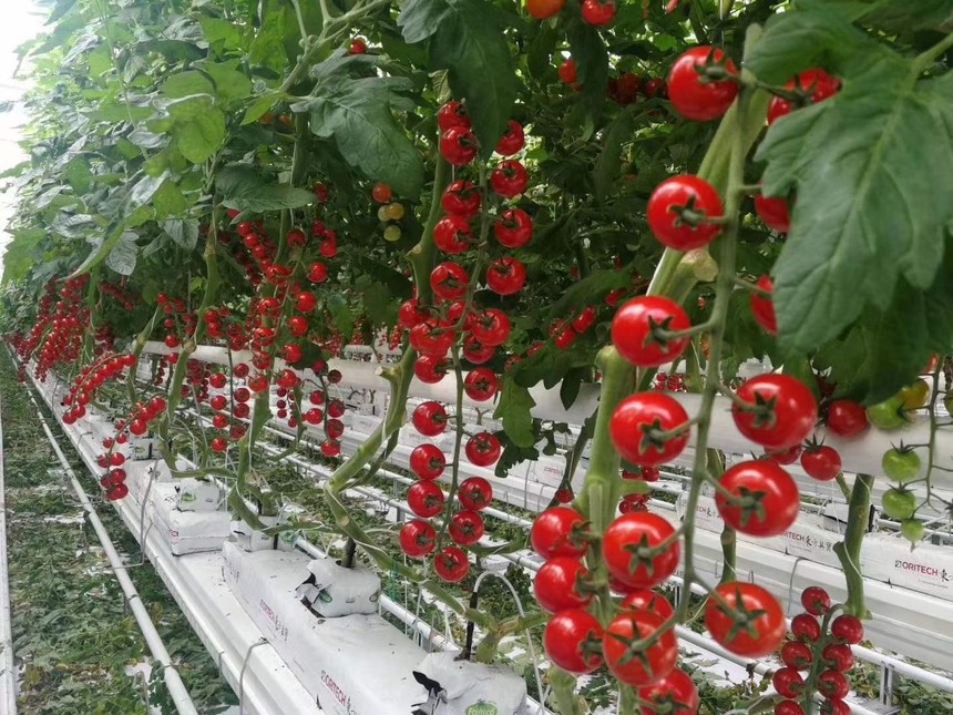 现代化智能温室内部景象,一排排整齐的普罗旺斯圣女果植株悬挂在吊蔓系统上,绿叶间挂满成串鲜红果实,工人正在使用手持设备监测温湿度,地面铺设反光膜以增强光照 普罗旺斯圣女果温室种植实景