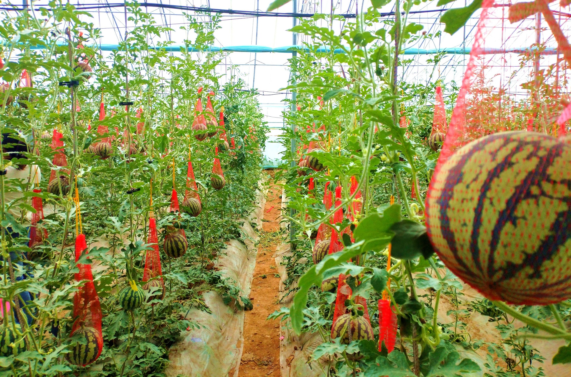 一个城市家庭阳台上的种植场景,左侧为5加仑白色塑料盆栽种的迷你西瓜品种,右侧为另一个盆栽种的网纹香瓜,两盆间距约80厘米,配有支撑架和标签牌,阳光透过玻璃窗照射,土壤表面覆盖松鳞 家庭阳台西瓜与香瓜盆栽种植场景