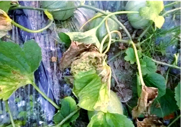 甜瓜根部维管束褐变特写图