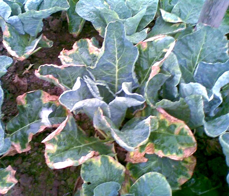 生菜叶片边缘焦黄现象