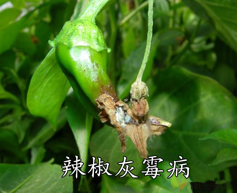 尖椒疫病症状图