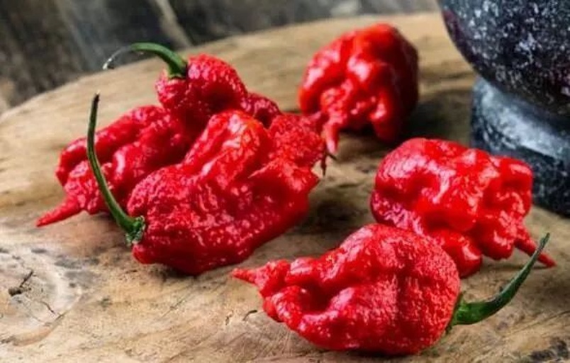 卡罗莱纳死神辣椒特写