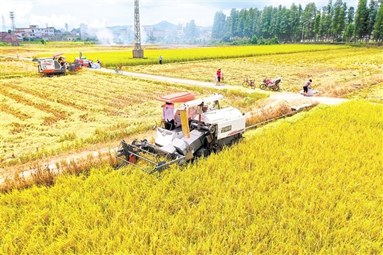 金黄色的稻田在秋日阳光下泛着光芒,农民正在收割成熟的辽星水稻,远处有农用机械作业,展现现代化农业场景 丰收的稻田