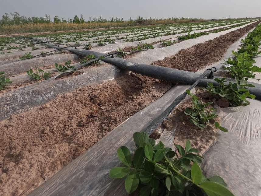 毛豆九月寒田间灌溉系统布置图