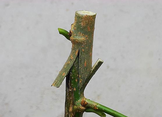 一位技术人员正在使用切接法对蜜柚砧木进行嫁接操作,展示削接穗、劈开砧木、插入接穗并绑扎全过程。背景为春季果园,土壤湿润,枝条已现萌动迹象 蜜柚春季嫁接示范图