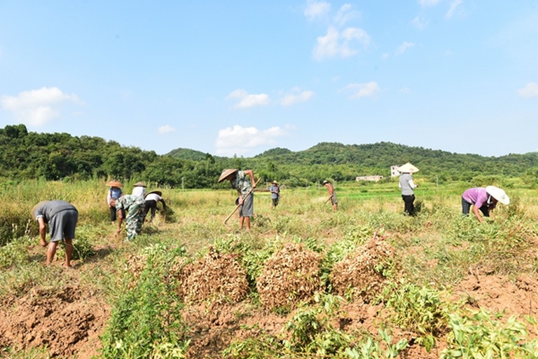 农户在田间采摘花生