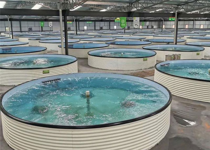 现代化多宝鱼海水养殖车间内部场景