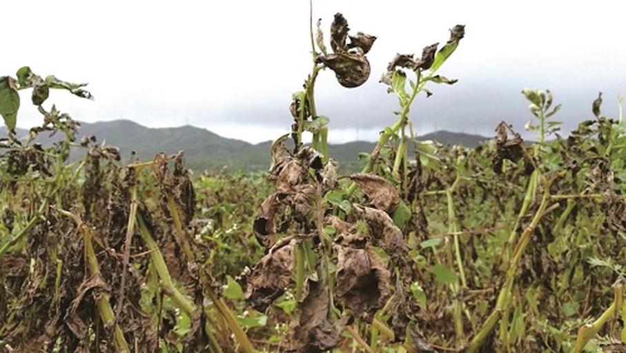 百香果枯萎病株规范化清除现场