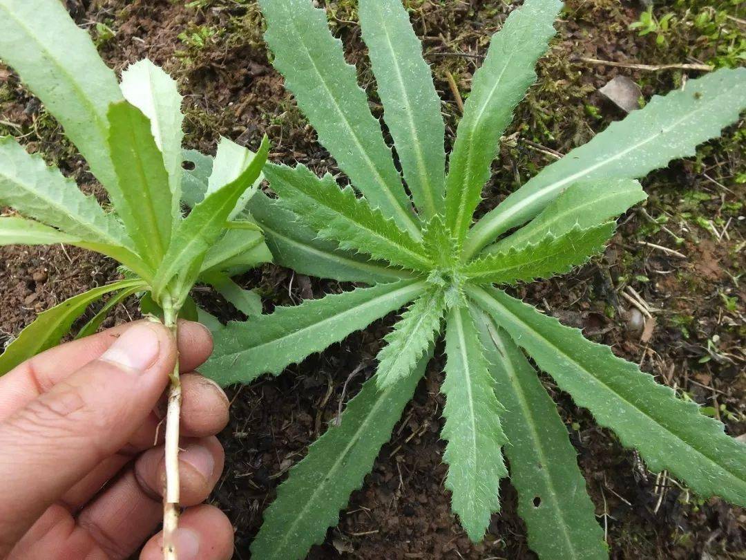 一幅清晰的香菜植株解剖图,展示其直根系统、茎基部、叶片分布及根颈部位。图中标注了主根、须根、生长点位置,用于说明为何仅带根无法再生 香菜植株结构图解