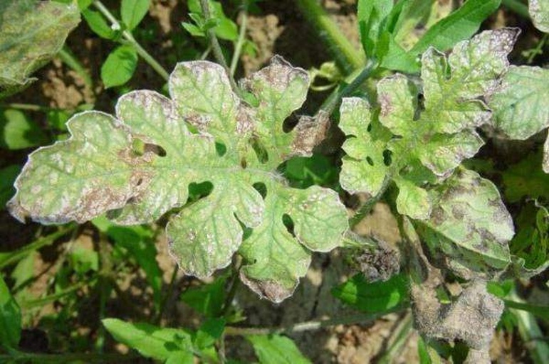 麒麟西瓜田间病虫害识别图谱