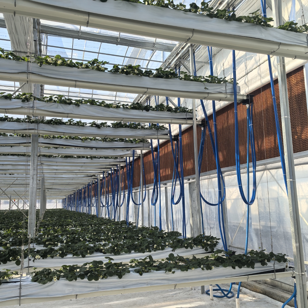 南方草莓高架基质栽培实景图