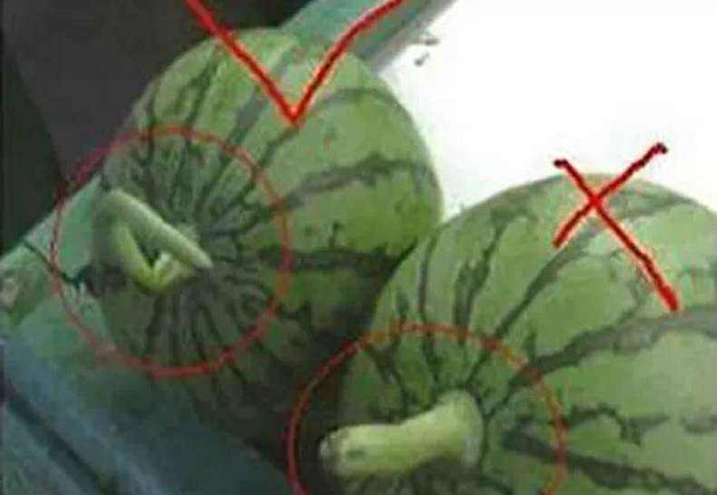 图片说明:消费者在水果市场挑选西瓜,注意观察果形和果蒂状态 消费者选购西瓜时的判断标准