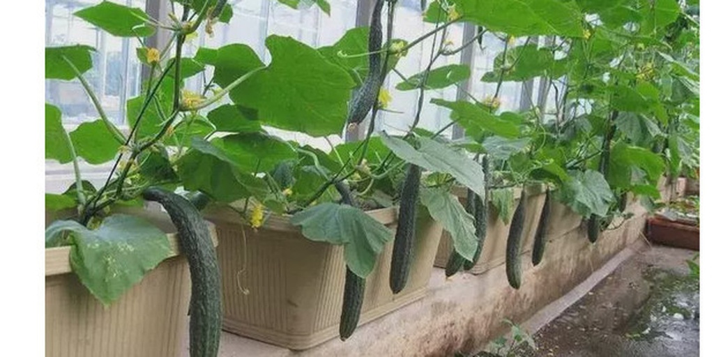 木瓜植株在家庭阳台花盆中生长