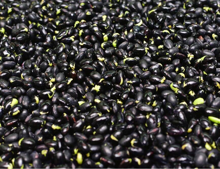 展示新鲜车前草与优质黑豆的搭配食材,背景为农家厨房,突出自然与健康主题 车前草与黑豆的搭配食材展示