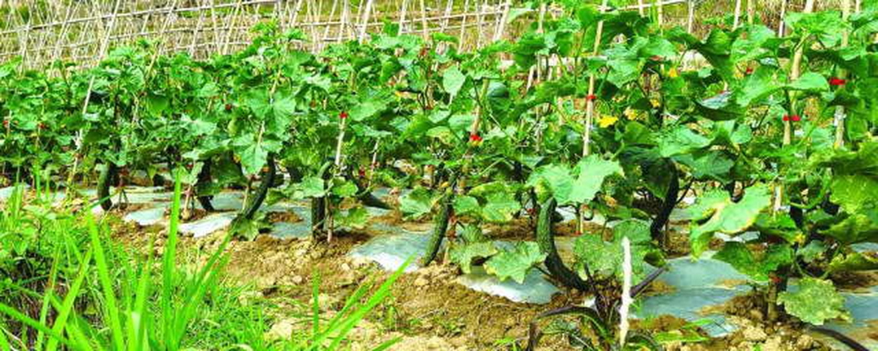 密刺黄瓜加工场景示意图