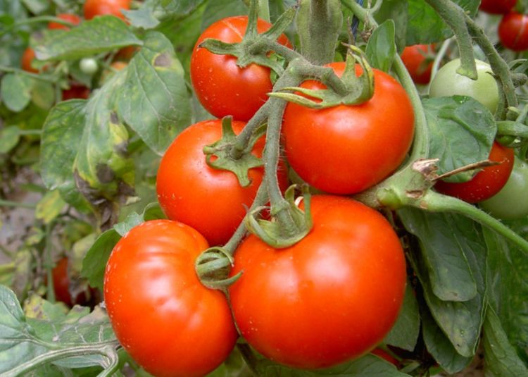 番茄植株与叶片特写