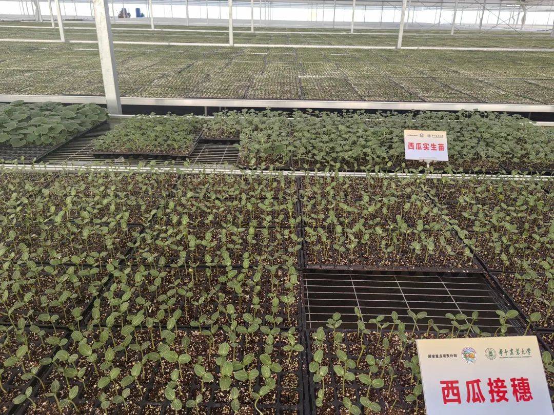 现代化育苗温室中,工人正在操作台进行西瓜与葫芦砧木的插接法嫁接作业,苗床配备LED补光灯和自动喷雾系统,温度控制在25-28℃之间 西瓜嫁接苗培育温室场景
