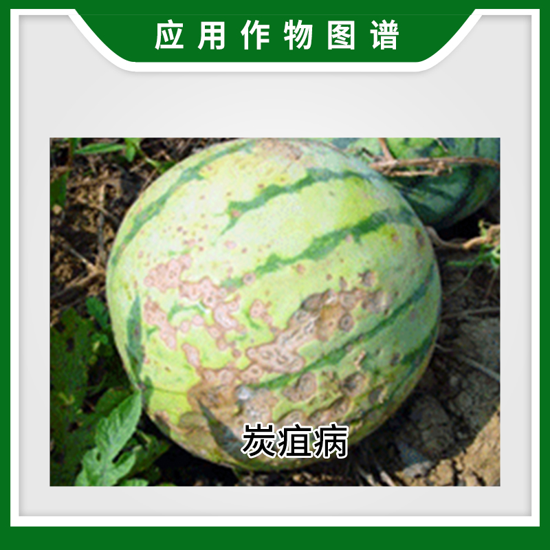 西瓜果实炭疽病与健康果实对比特写图