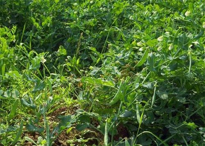 豌豆种植田地