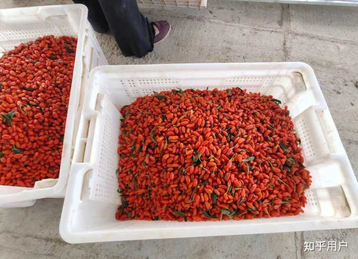 枸杞实物图展示